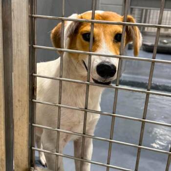 Trent -  Mixed Breed Dog for Adoption in Austin, Texas - Trent | PetCurious