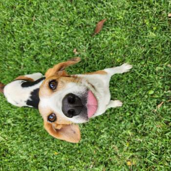 Treeing Walker Coonhound Dogs Available for Adoption in Baton Rouge, Louisiana - Shiloh  | PetCurious