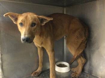 Rescue German Shepherd Dog and Mixed Breed Dogs for Adoption in Riverside, California - LITTLE MAN | PetCurious