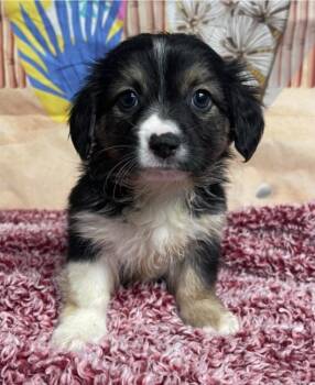 Chihuahua and Beagle Dogs Available for Adoption - Luxor | PetCurious