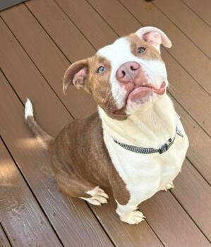 Rescue English Bulldog and Mixed Breed Dogs for Adoption in St. Augustine, Florida - Dude | PetCurious