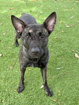 JUDY -  Terrier Dog for Adoption in Fort Myers, Florida - JUDY | PetCurious
