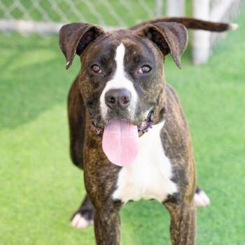 COLT -  Boxer and Pit Bull Terrier Dog for Adoption in Camarillo, California - COLT | PetCurious