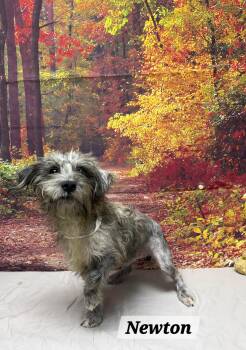 Newton -  Yorkshire Terrier Dog for Adoption in Urbana, Ohio - Newton | PetCurious
