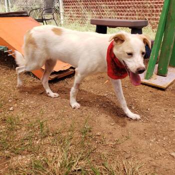 Ziggy Stardust -  Labrador Retriever and Cattle Dog Dog for Adoption in Austin, Texas - Ziggy Stardust | PetCurious