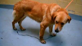 Labrador Retriever and Mixed Breed Dogs Available for Adoption - STEVIE | PetCurious