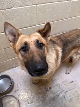 Marsala -  German Shepherd Dog Dog Available for Adoption in Grass Valley, California - Marsala | PetCurious