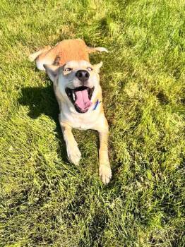 Spice -  Siberian Husky Dog for Adoption in New London, Wisconsin - Spice | PetCurious