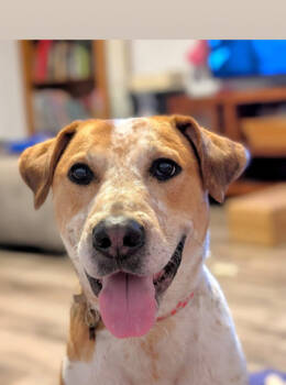 Rescue Hound and Mixed Breed Dogs for Adoption in Knoxville, Tennessee - Bella | PetCurious