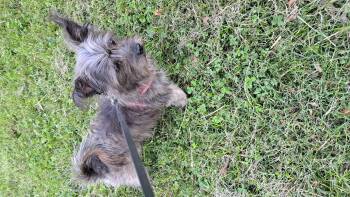 Rescue Cairn Terrier and Maltese Dogs for Adoption - Gizmo | PetCurious