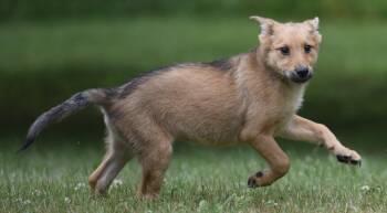Arthur -  German Shepherd Dog and Retriever Dog for Adoption in Mechanicsburg, Pennsylvania - Arthur | PetCurious