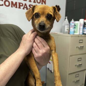 Chihuahua Dogs Available for Adoption in Washington, District Of Columbia - Lucky | PetCurious