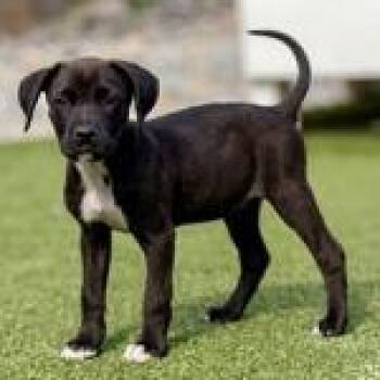 Hound Dogs Available for Adoption in Clearwater, Florida - Billie | PetCurious