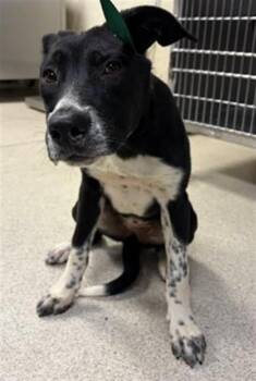 CUPCAKE -  Pit Bull Terrier and Mixed Breed Dog for Adoption in Riverside, California - CUPCAKE | PetCurious