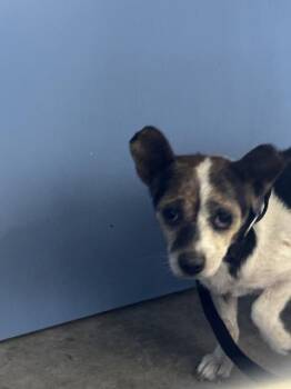 PEACH -  Chihuahua Dog for Adoption in San Bernardino, California - PEACH | PetCurious