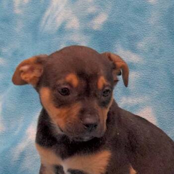 Labrador Retriever Dogs Available for Adoption - Pecan | PetCurious