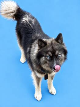 Oso -  Husky and Pomsky Dog for Adoption in Scottsville, Kentucky - Oso | PetCurious