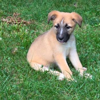 Stix -  Mixed Breed Dog for Adoption in Breese, Illinois - Stix | PetCurious