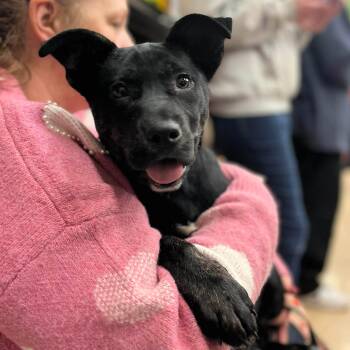 Labrador Retriever and German Shepherd Dog Dogs Available for Adoption - Theo | PetCurious