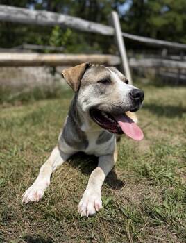 Parker -  Terrier Dog for Adoption in Stafford Township, New Jersey - Parker | PetCurious
