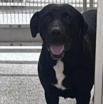 Black Jack -  Labrador Retriever Dog for Adoption in St. Augustine, Florida - Black Jack | PetCurious