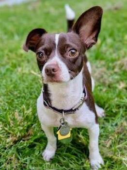Darla -  Chihuahua Dog for Adoption in Ladson, South Carolina - Darla | PetCurious