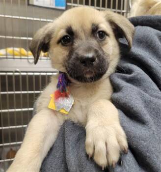 German Shepherd Dog and Australian Shepherd Dogs Available for Adoption in St. Louis, Missouri - KAT | PetCurious