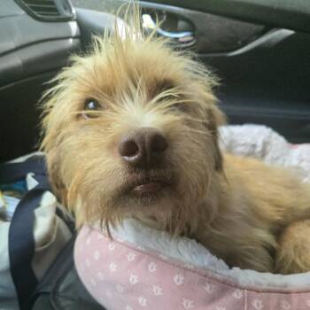 Booger Bear -  Terrier and Mixed Breed Dog for Adoption in Helena, Alabama - Booger Bear | PetCurious