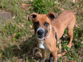 POLLY -  Boxer and Mixed Breed Dog for Adoption in Mckinleyville, California - POLLY | PetCurious