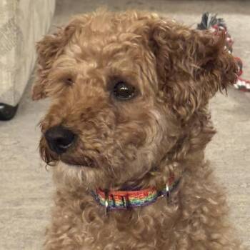Rex -  Miniature Poodle Dog for Adoption in Sinking Spring, Pennsylvania - Rex | PetCurious