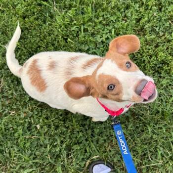 Litigation -  Mixed Breed Dog for Adoption in Fredericksburg, Virginia - Litigation | PetCurious
