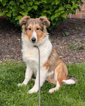 Shetland Sheepdog Sheltie Dogs Available for Adoption in Catlettsburg, Kentucky - Pongo | PetCurious