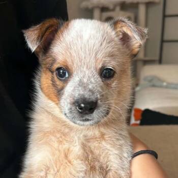 Captain Morgan -  Australian Cattle Dog Blue Heeler and Mixed Breed Dog for Adoption in Normal, Illinois - Captain Morgan | PetCurious