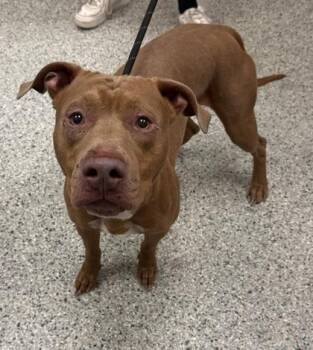 Graham -  Pit Bull Terrier and Mixed Breed Dog for Adoption in Kansas City, Missouri - Graham | PetCurious