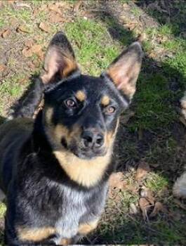 Australian Kelpie Dogs Available for Adoption - Zoey | PetCurious