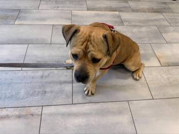 American Bulldog Dogs Available for Adoption - A1260904 | PetCurious