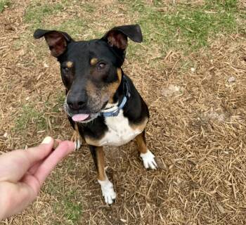 Duke -  Labrador Retriever and Boxer Dog for Adoption in Houston, Texas - Duke | PetCurious