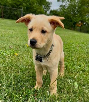 Jeffery -  Shepherd and Labrador Retriever Dog for Adoption in Cambridge, Ontario - Jeffery | PetCurious