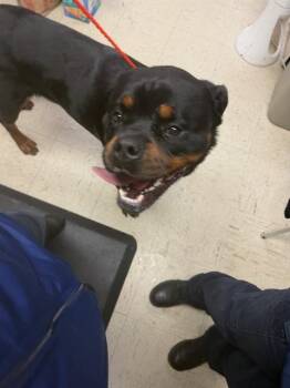 LUIGI -  Rottweiler Dog for Adoption in Stockton, California - LUIGI | PetCurious