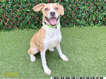 Mixed Breed Dogs Available for Adoption in West Palm Beach, Florida - HARU | PetCurious