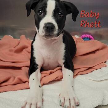 Pit Bull Terrier Dogs Available for Adoption in Parkersburg, West Virginia - Baby Rhett | PetCurious