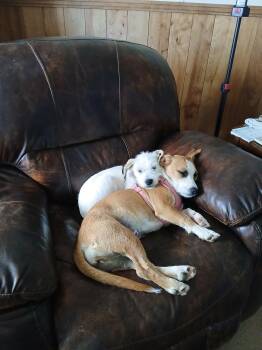 Schnauzer and Cairn Terrier Dogs Available for Adoption - Junior  | PetCurious