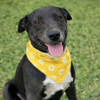 Pit Bull Terrier Dogs Available for Adoption in Boise, Idaho - Chance | PetCurious