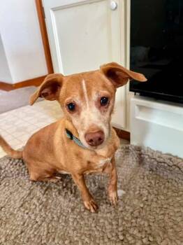 Auggie -  Chihuahua Dog for Adoption in Manhattan, Kansas - Auggie | PetCurious