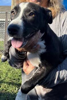 Rescue Labrador Retriever and Mixed Breed Dogs for Adoption in Brunswick, Georgia - POLY | PetCurious