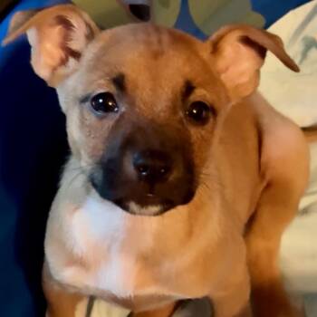 Sage -  Shepherd Dog for Adoption in Brentwood, Tennessee - Sage | PetCurious