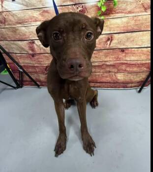 AC-5353- "River" -  Chocolate Labrador Retriever Dog for Adoption in Conyers, Georgia - AC-5353- "River" | PetCurious
