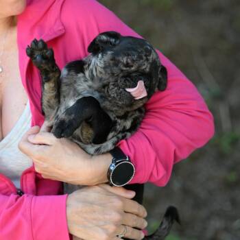 Pug Dogs Available for Adoption in Chester Springs, Pennsylvania - Udon | PetCurious
