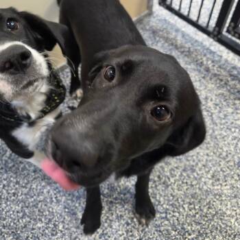 Gladys -  Black Labrador Retriever and Border Collie Dog for Adoption in Binghamton, New York - Gladys | PetCurious