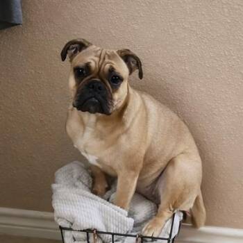 English Bulldog and Pug Dogs Available for Adoption in Carmel Hamlet, New York - Julia | PetCurious